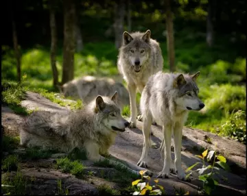 LES LOUPS, NOS VOISINS